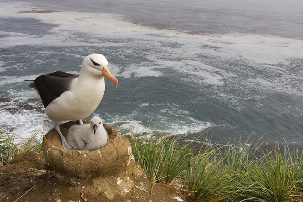 Albatros en peligro