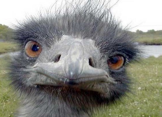 animales en peligro de extincion Avestruz en peligro