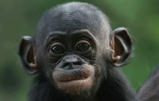 Bonobo en peligro