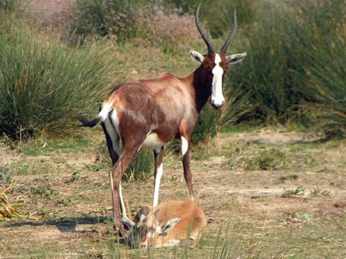 Damalisco de frente blanca