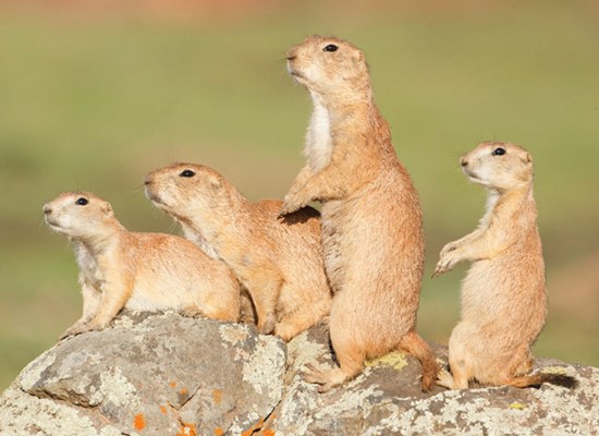 animales en peligro de extincion Perrito de la pradera