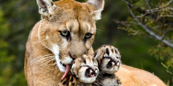 animales en peligro de extincion Puma