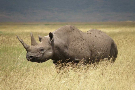 animales en peligro de extincion Rinoceronte negro