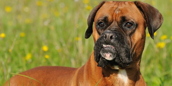 boxer en peligro