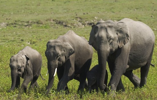 elefante asiatico