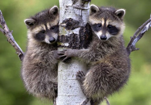 mapaches