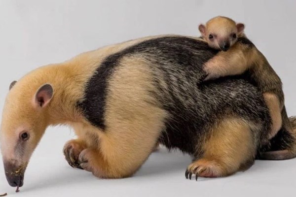 oso hormiguero en extincion