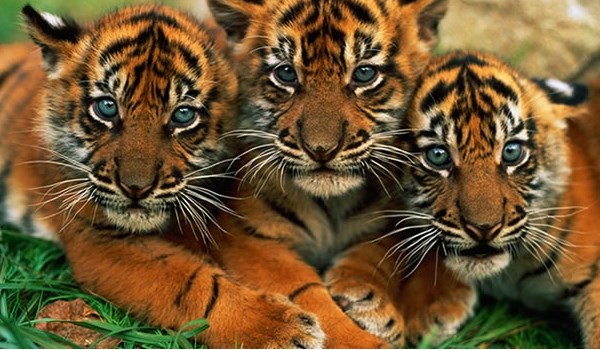 Tigre en extinción