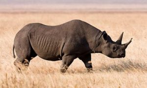 Rinoceronte negro extincion