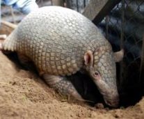 Armadillo Gigante