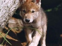 Lobo gris mexicano