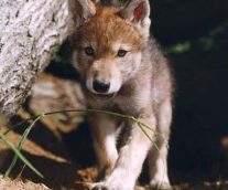 Lobo gris mexicano