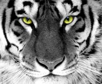 Tigre de bengala y tigre blanco