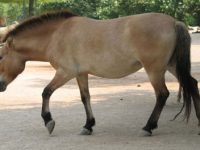 Caballo Przewalski