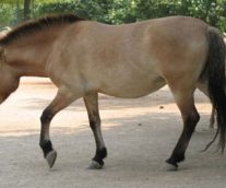 Caballo Przewalski