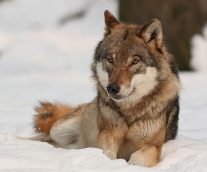 El lobo rojo en peligro ¡salvémoslo!