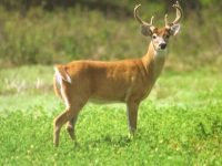 Protegiendo al Venado