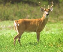 Protegiendo al Venado