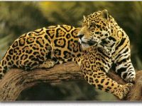 El jaguar una especie casi amenazada