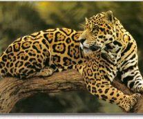 El jaguar una especie casi amenazada