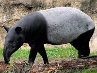 Salvemos al tapir