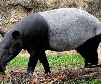 Salvemos al tapir