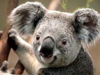 El koala en peligro de extinción ¡Salvémoslo!