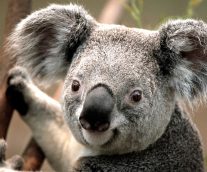 El koala en peligro de extinción ¡Salvémoslo!