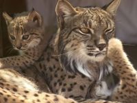 El lince ibérico en peligro crítico de extinción