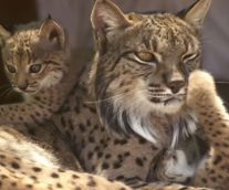 El lince ibérico en peligro crítico de extinción