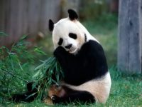 El oso panda en peligro crítico de extinción