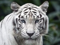 El majestuoso tigre blanco en peligro critico de extinción