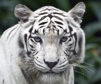 El majestuoso tigre blanco en peligro critico de extinción