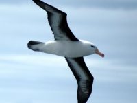 El albatros en peligro de extinción ¡salvémoslos!