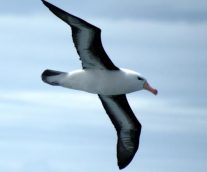 El albatros en peligro de extinción ¡salvémoslos!