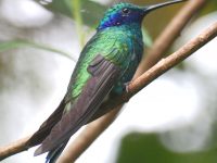 El  colibrí