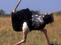 El avestruz