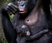 El bonobo