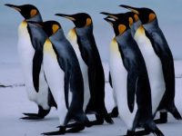 Los pingüinos