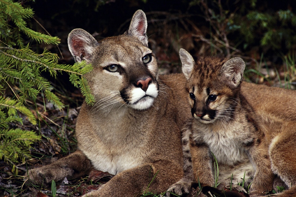 la puma en peligro de extincion