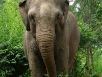 Elefante Asiático