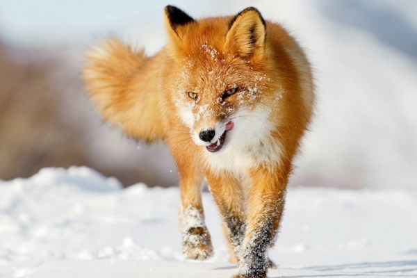 Zorro rojo comun en peligro de extincion