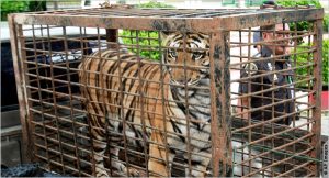 Resultado de imagen para trafico de animales salvajes