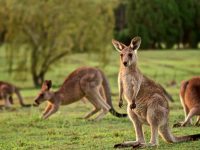 El Calor, peligro inminente para el Canguro Australiano