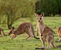 El Calor, peligro inminente para el Canguro Australiano