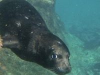 Foca Monje del Caribe, un majestuoso mamífero descubierto por Colón