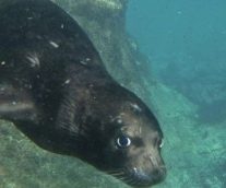 Foca Monje del Caribe, un majestuoso mamífero descubierto por Colón