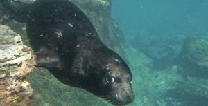 Foca Monje portada