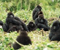 La deforestación, principal enemigo del Gorila Africano