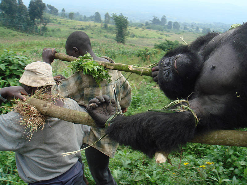 Gorilas Africanos extinción